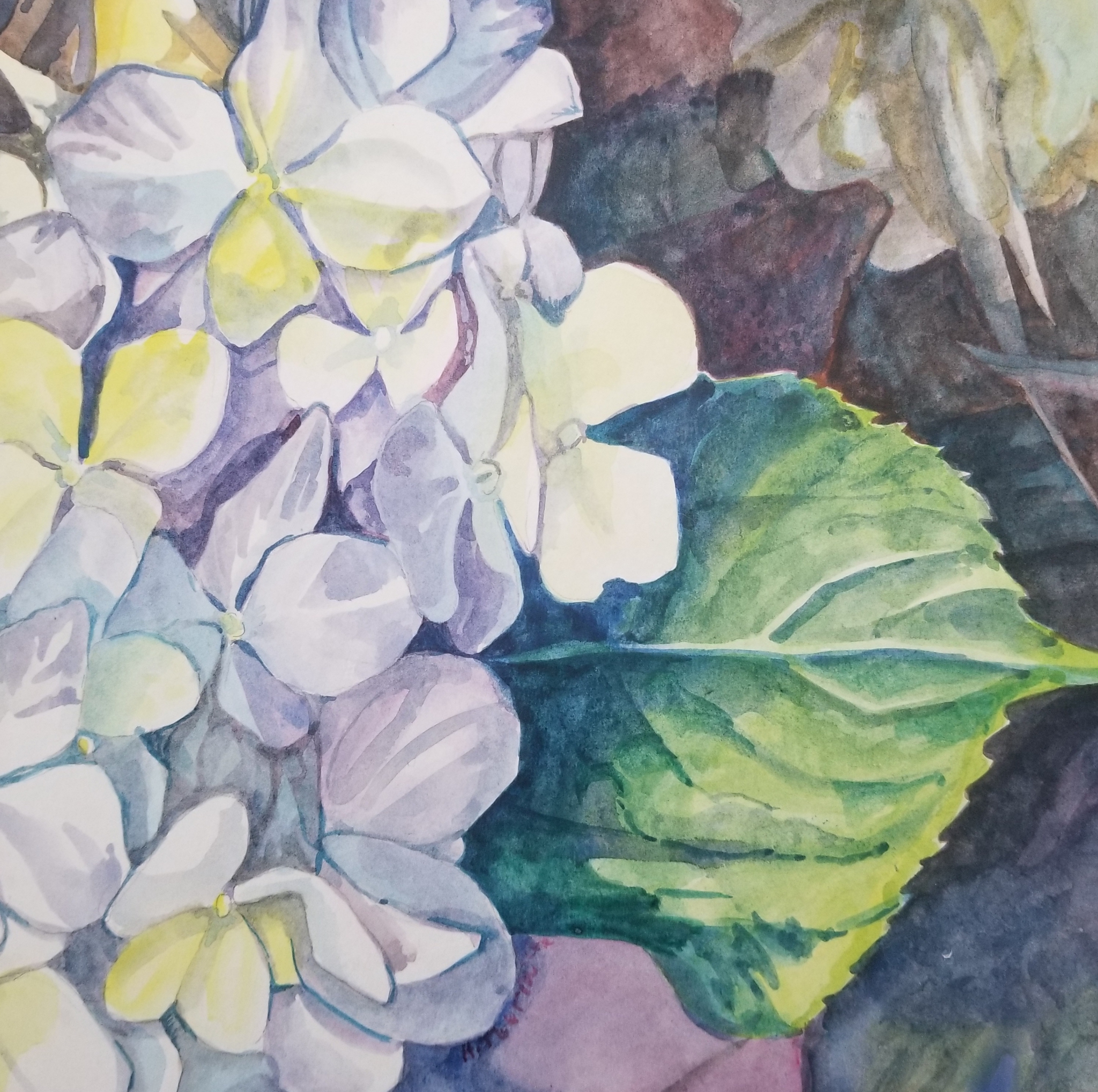 Click here to view Hydrangea Blue by Heidi Tournoux