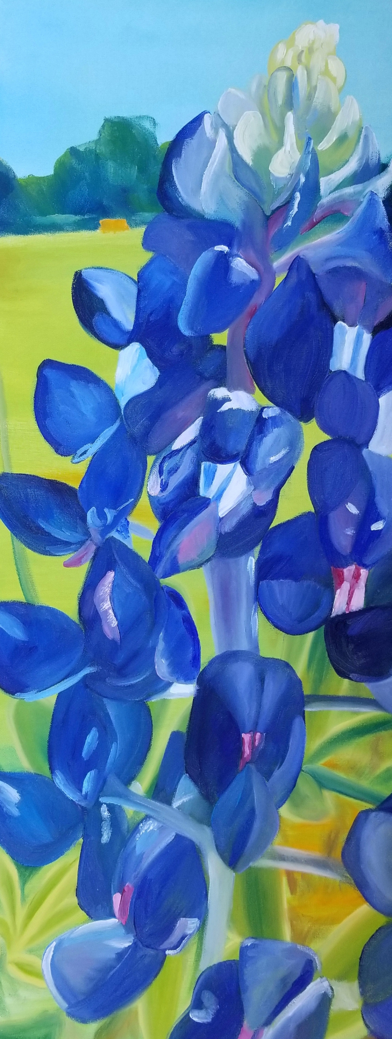 Click here to view Lone Bluebonnet by Heidi Tournoux