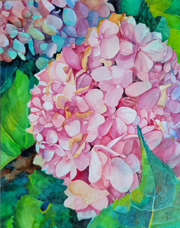 Pink Hydrangea by Heidi Tournoux Studios Gallery